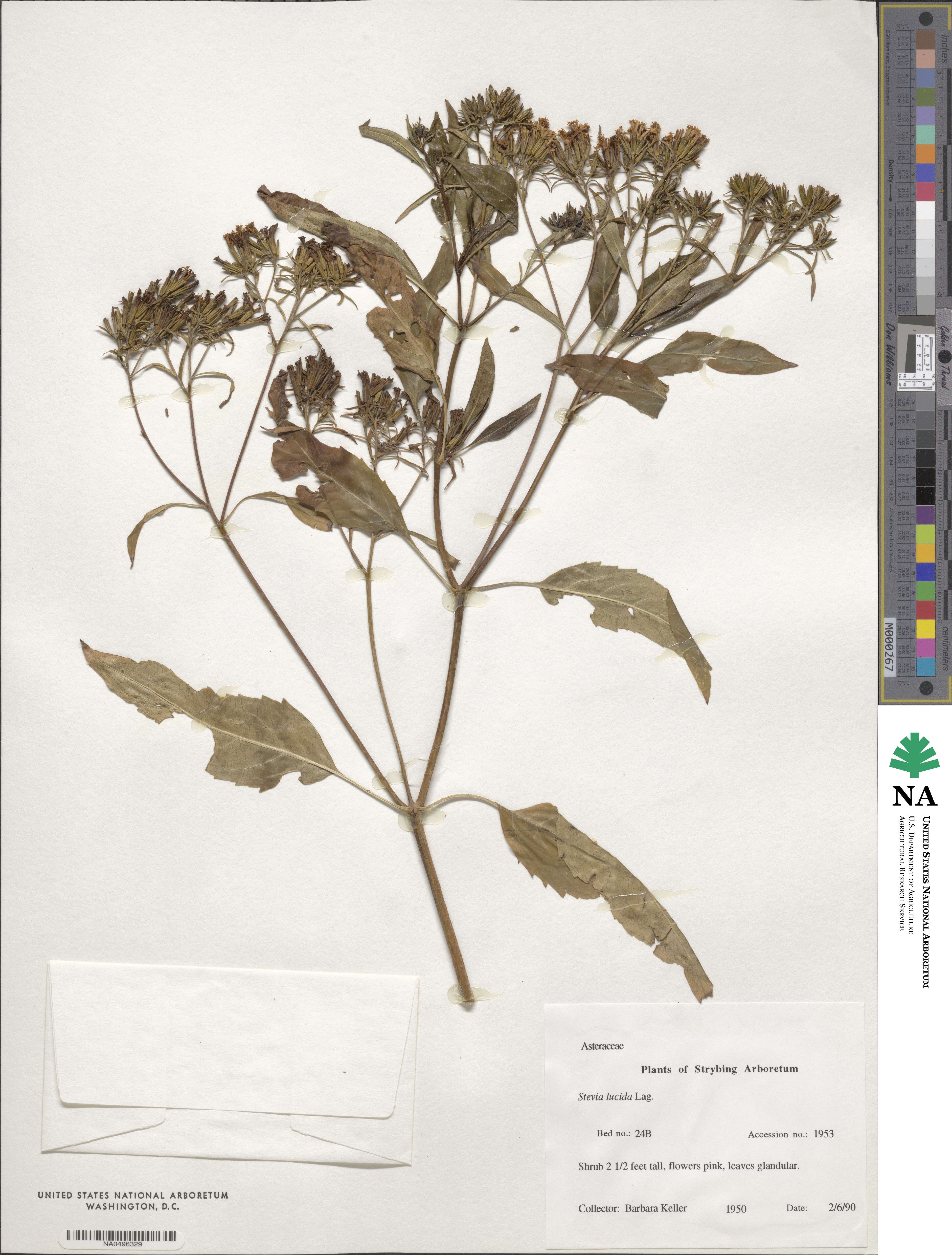 Stevia lucida image