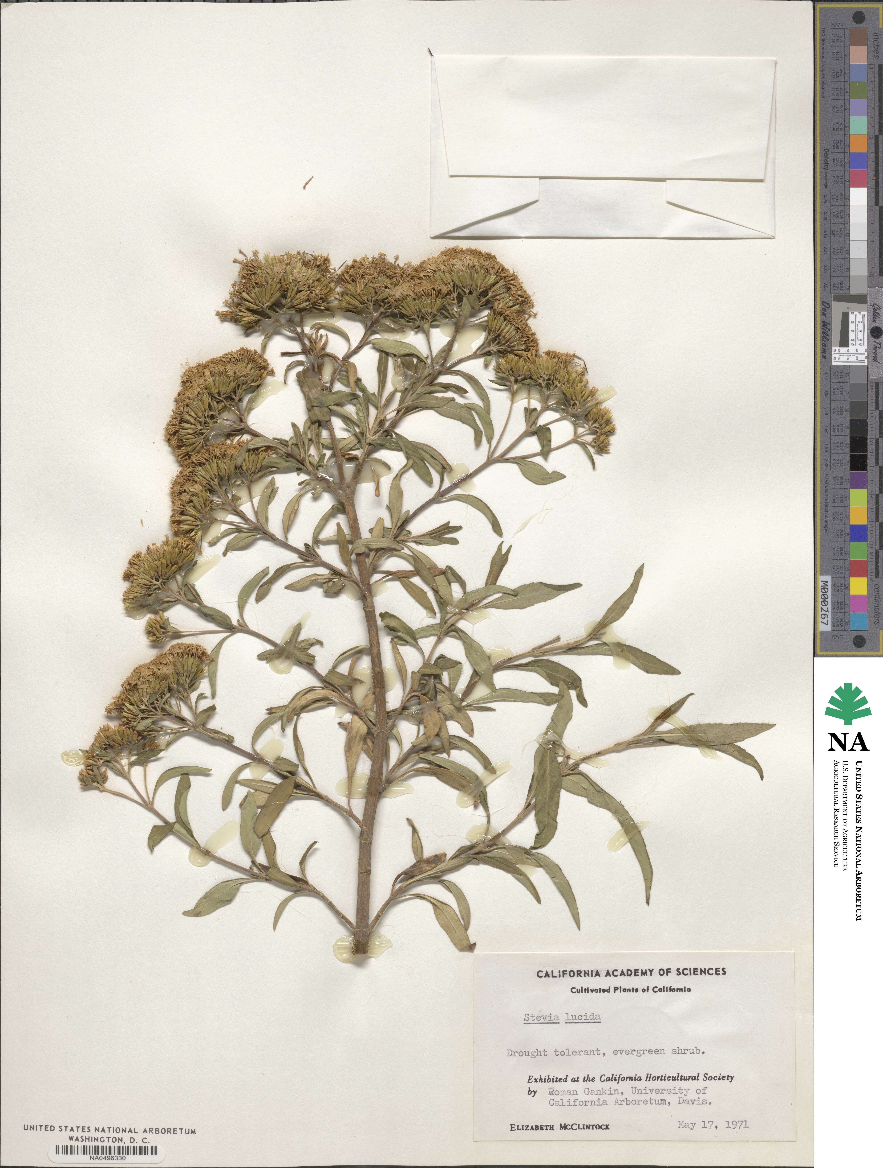 Stevia lucida image