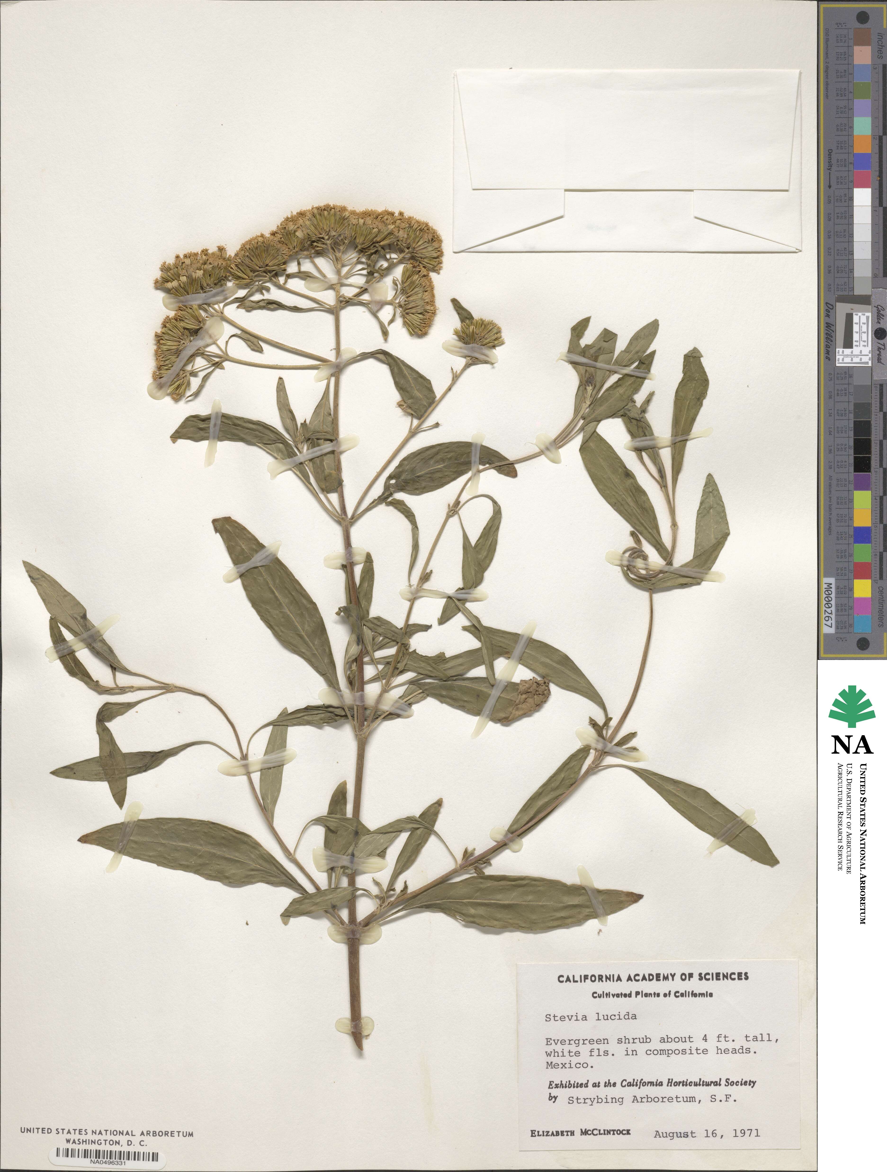 Stevia lucida image