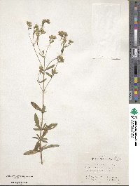 Stevia rebaudiana image