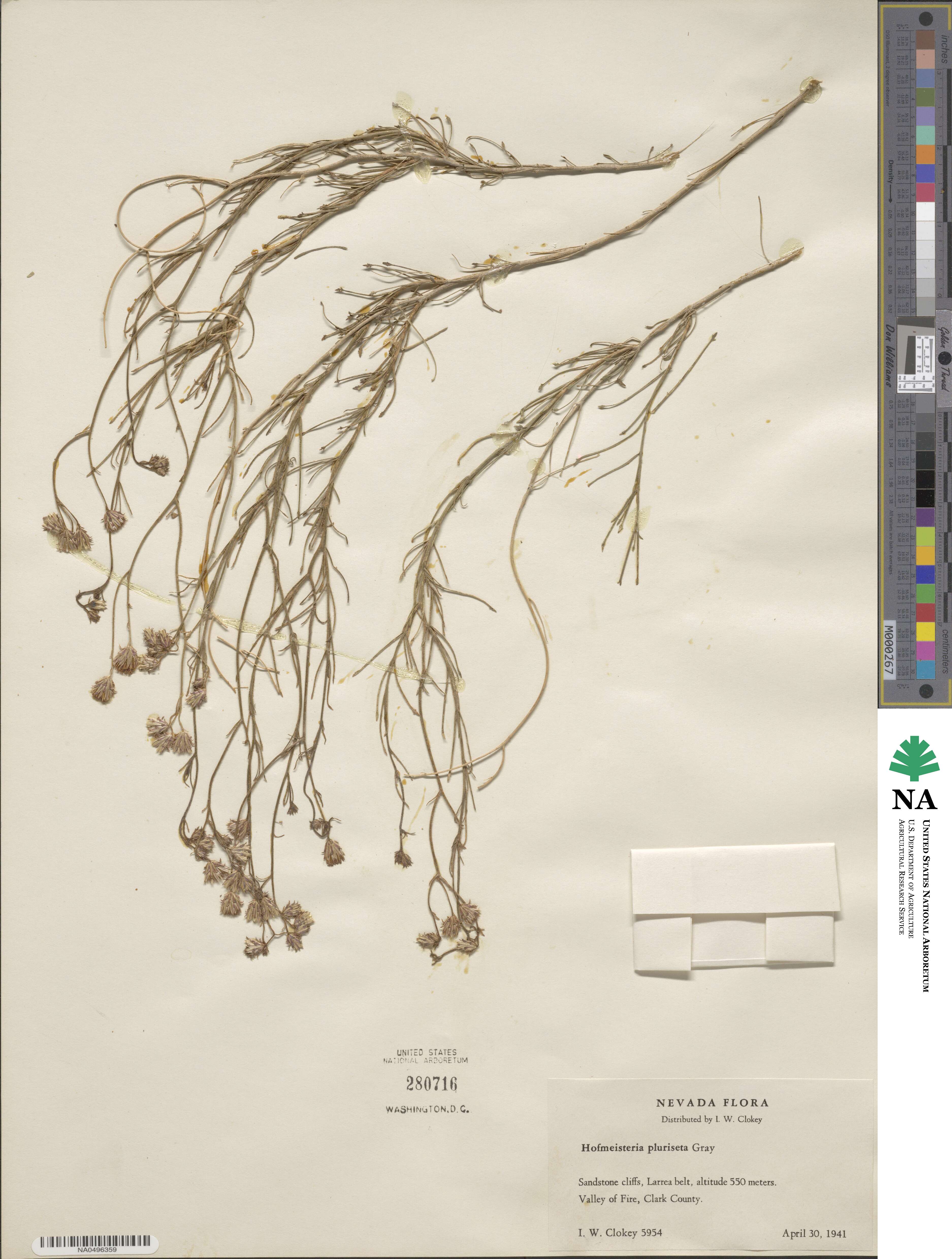 Pleurocoronis pluriseta image