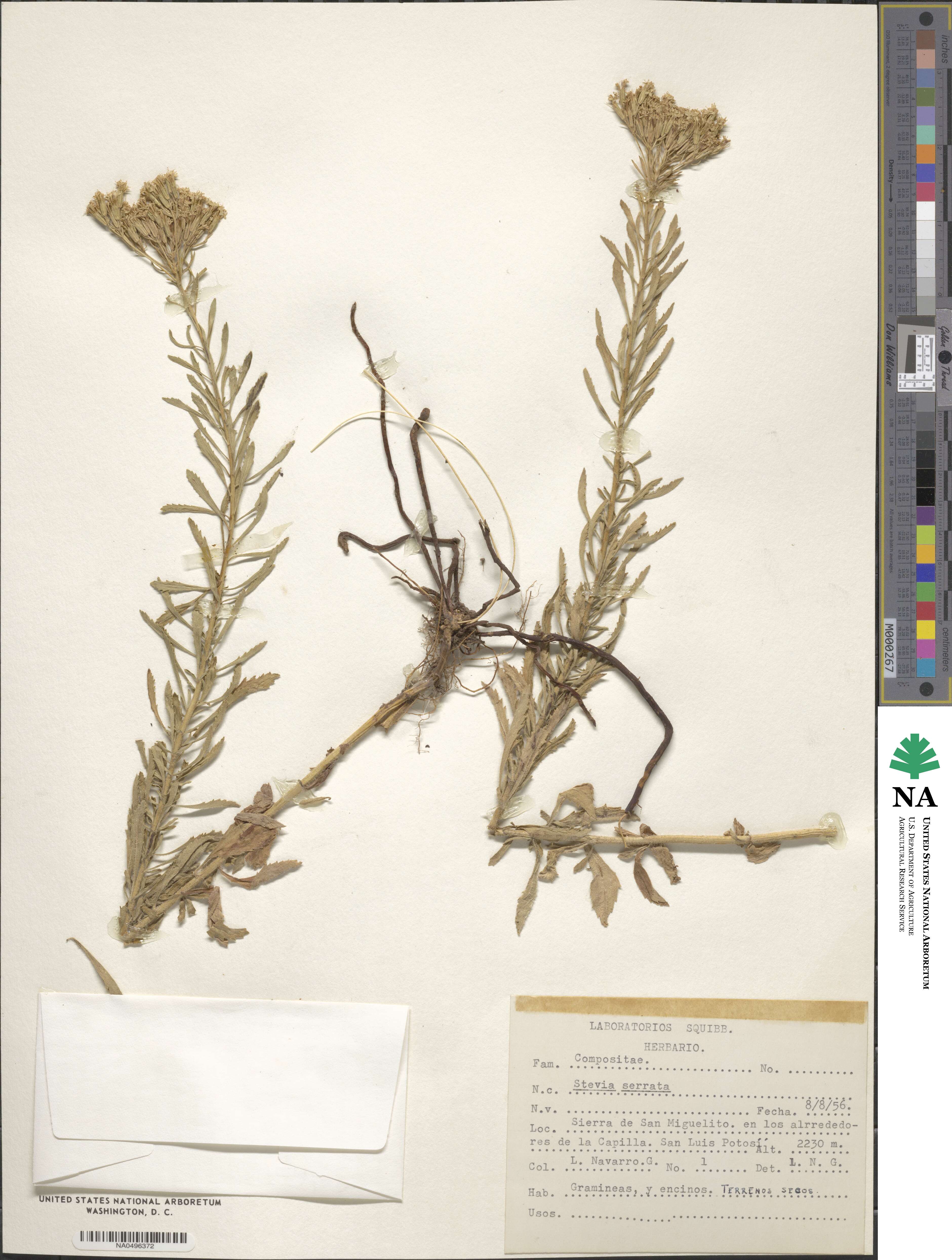 Stevia serrata image