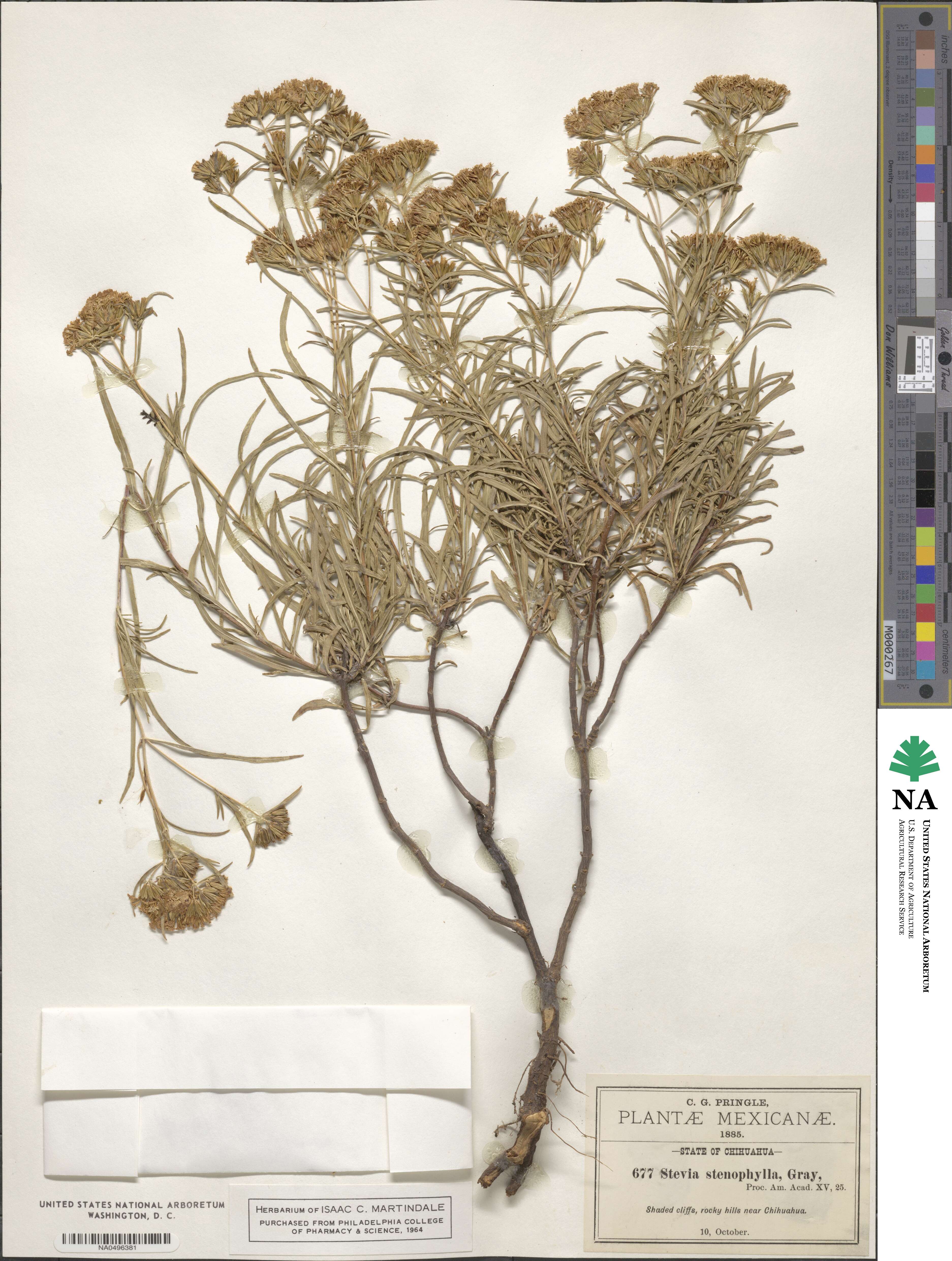 Stevia salicifolia image