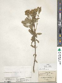 Stevia subpubescens image