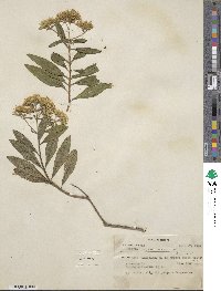 Stevia subpubescens image