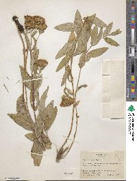 Stevia scabrella var. venosa image