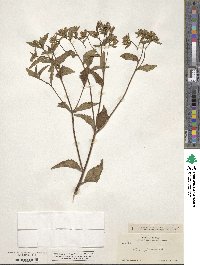 Stevia ovata image