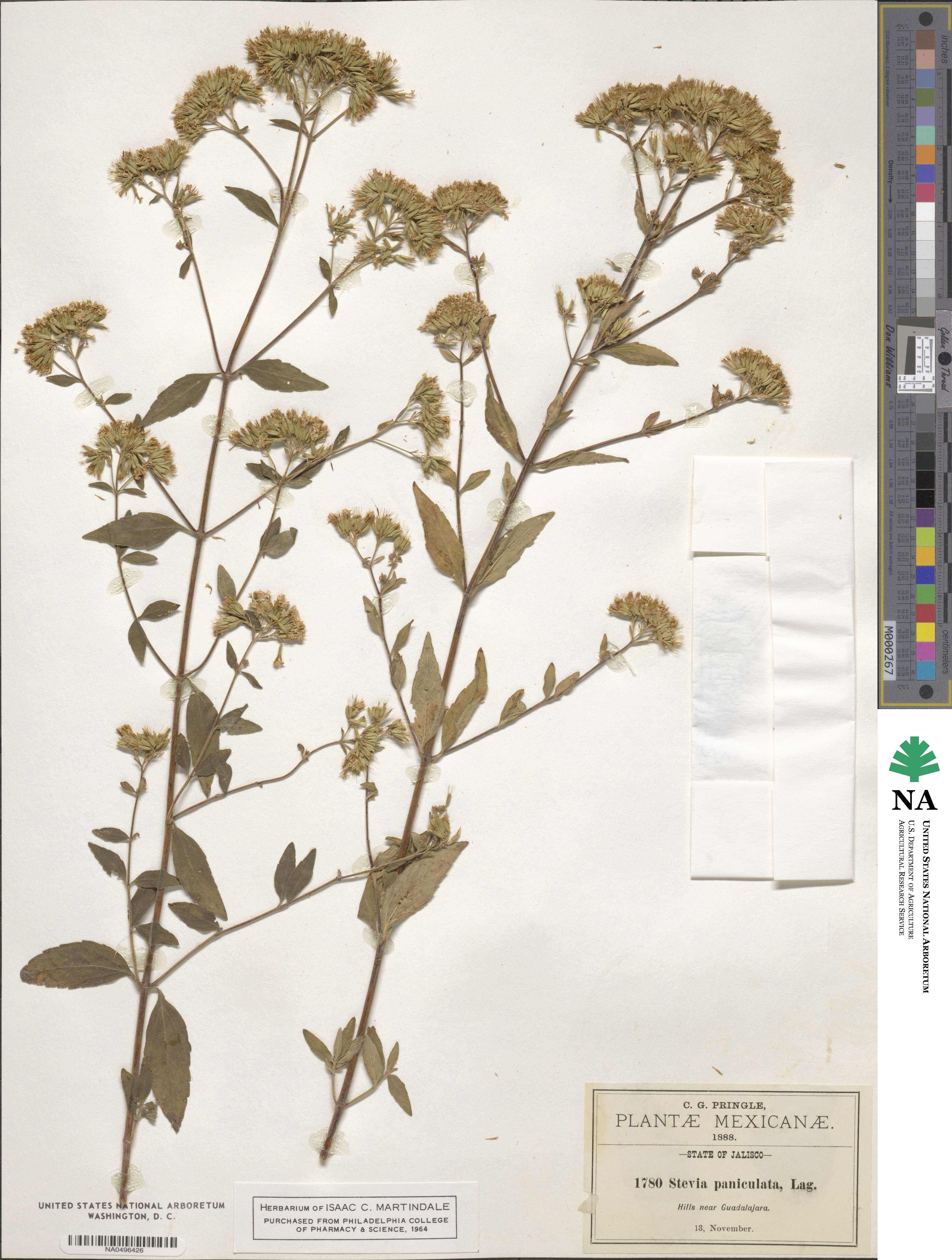 Stevia ovata image