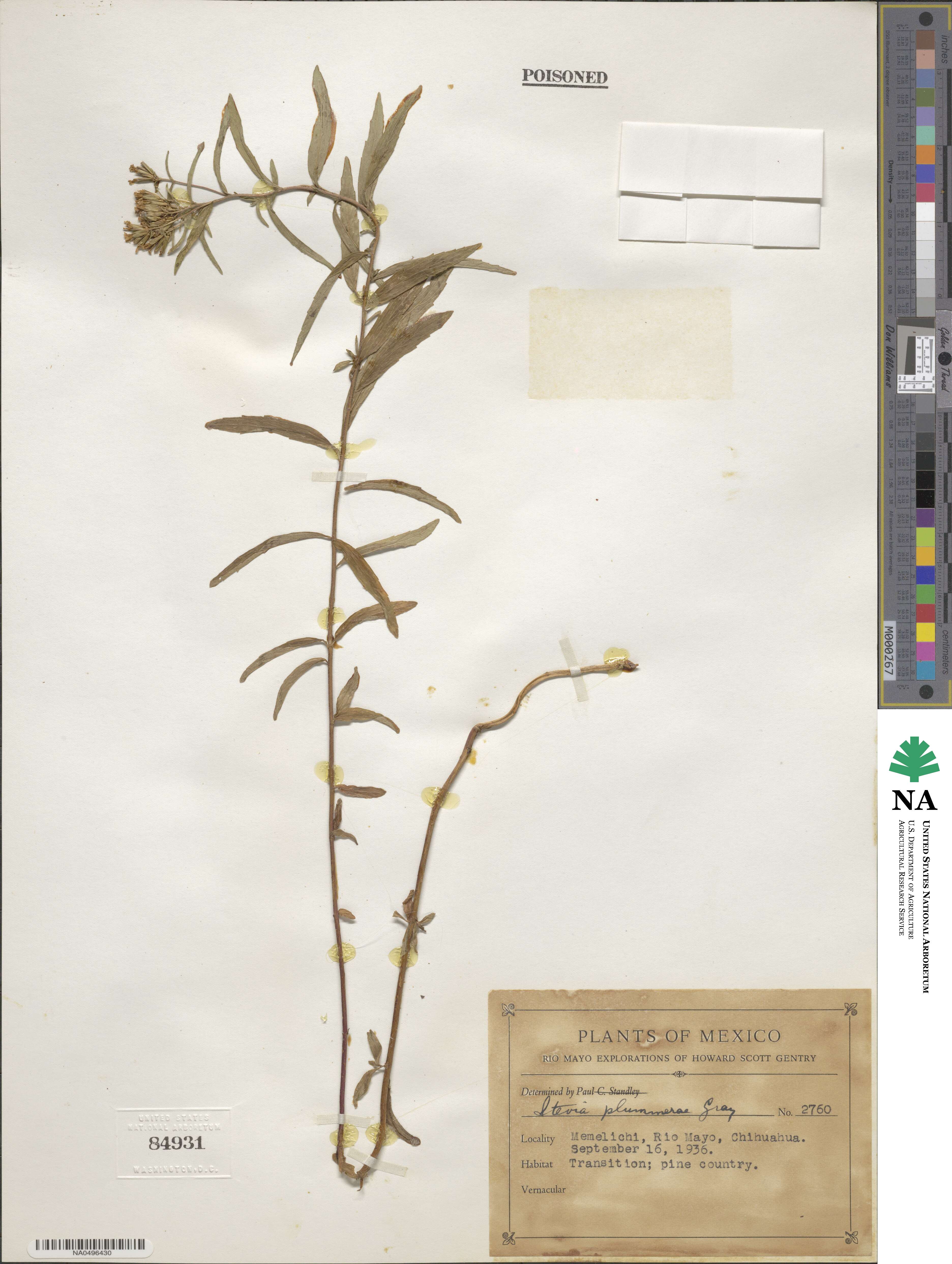 Stevia plummerae image