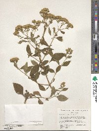 Stevia ovata image