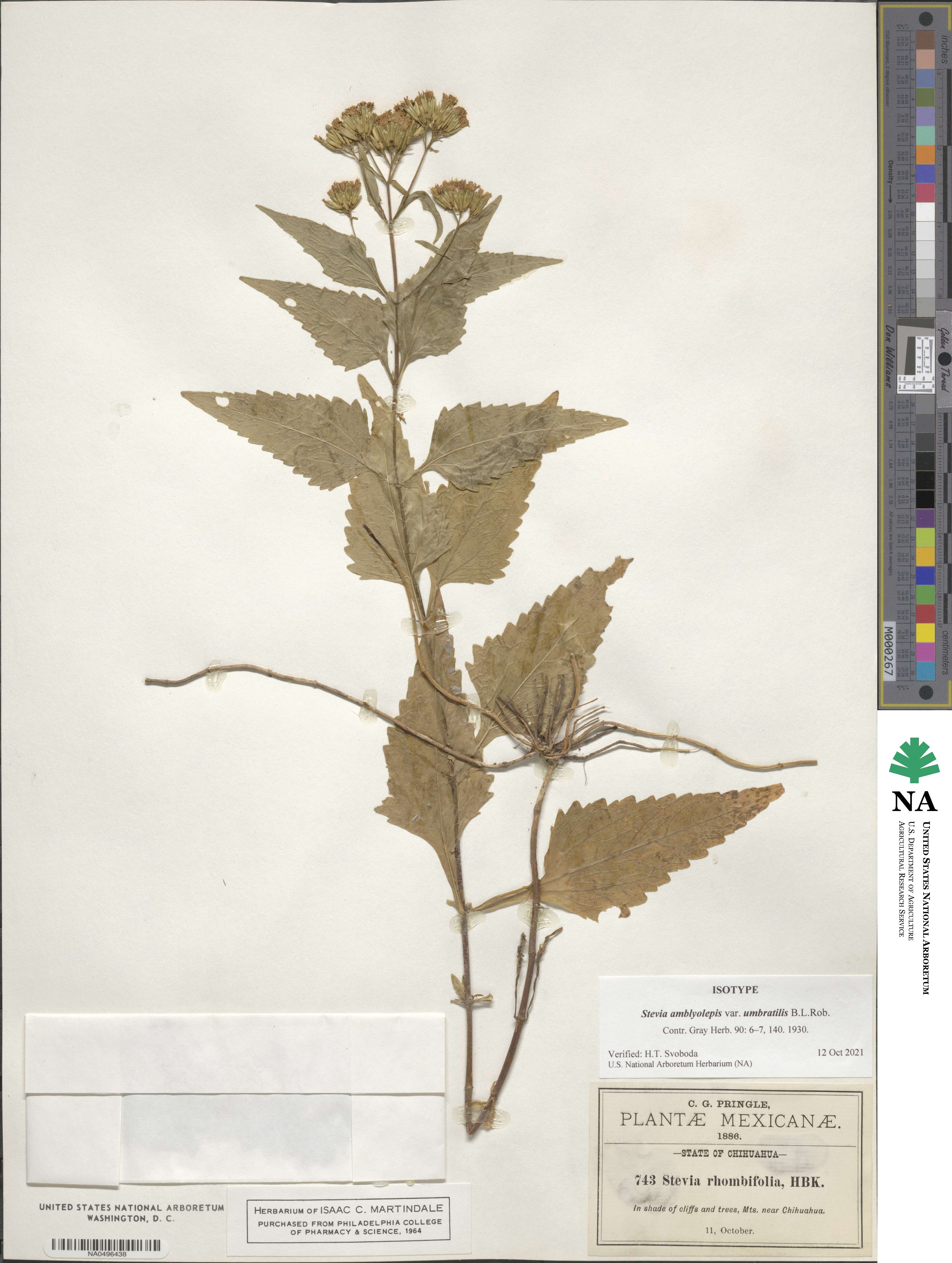 Stevia ovata image