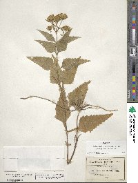 Stevia ovata image