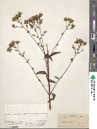 Stevia ovata image