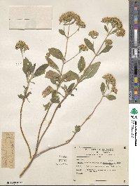 Stevia triflora image