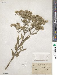 Eupatorium altissimum image