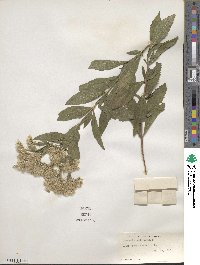 Eupatorium altissimum image