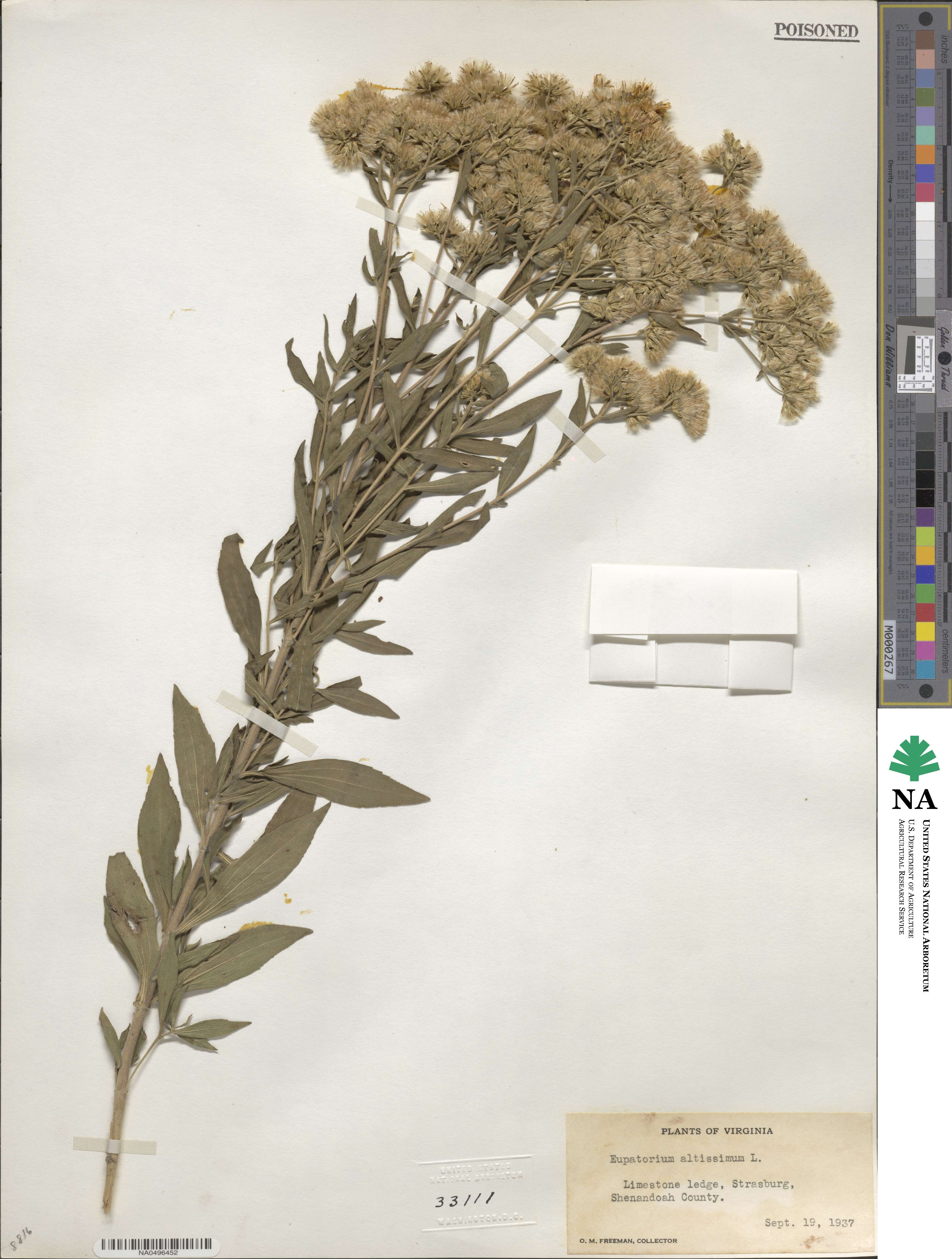 Eupatorium altissimum image
