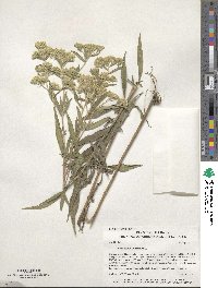 Eupatorium altissimum image