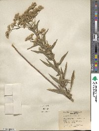 Eupatorium altissimum image