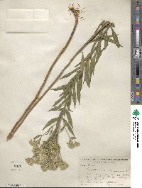 Eupatorium altissimum image