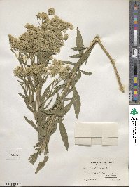 Eupatorium altissimum image