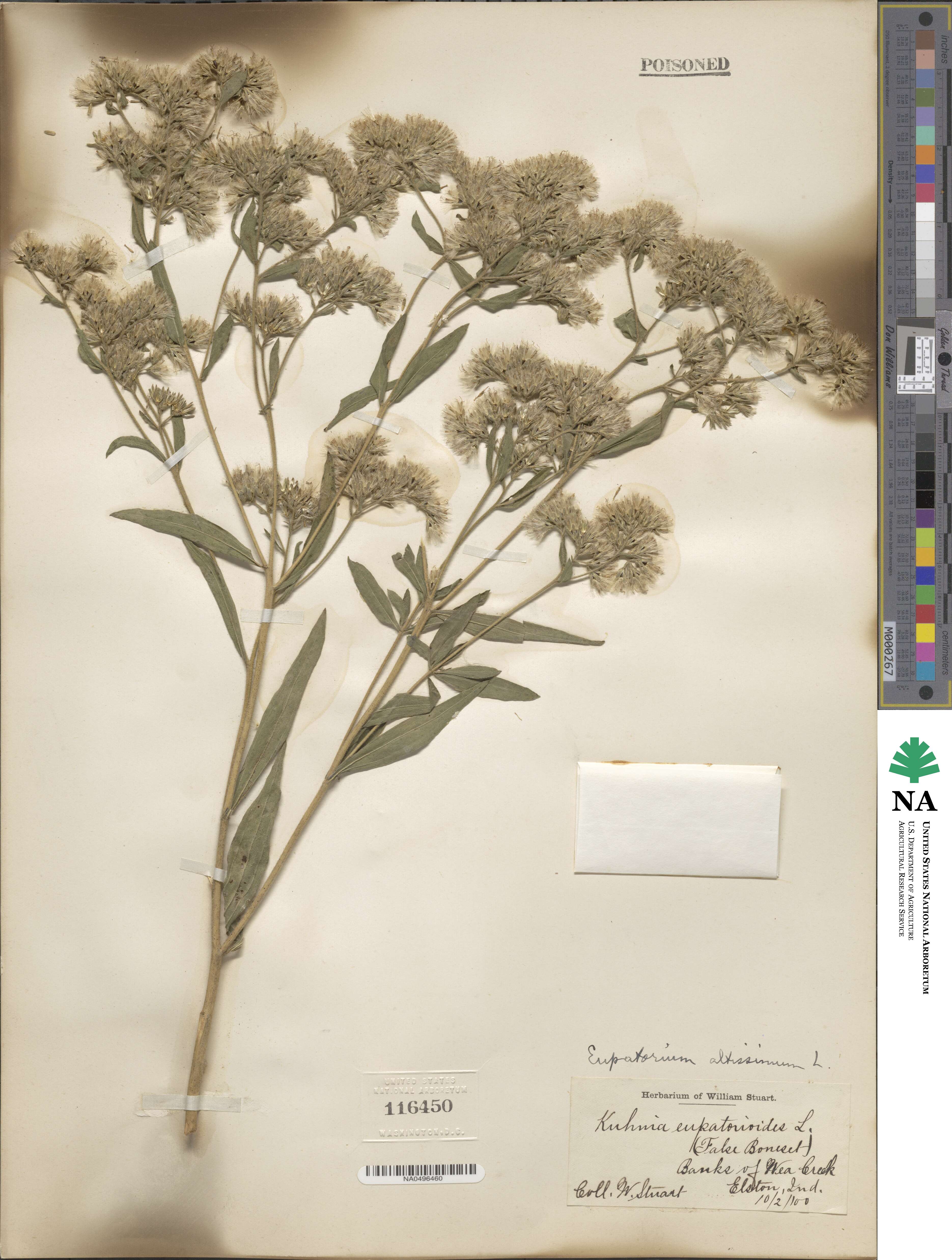 Eupatorium altissimum image