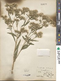 Eupatorium altissimum image