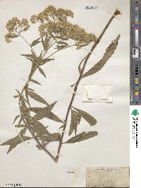 Eupatorium altissimum image