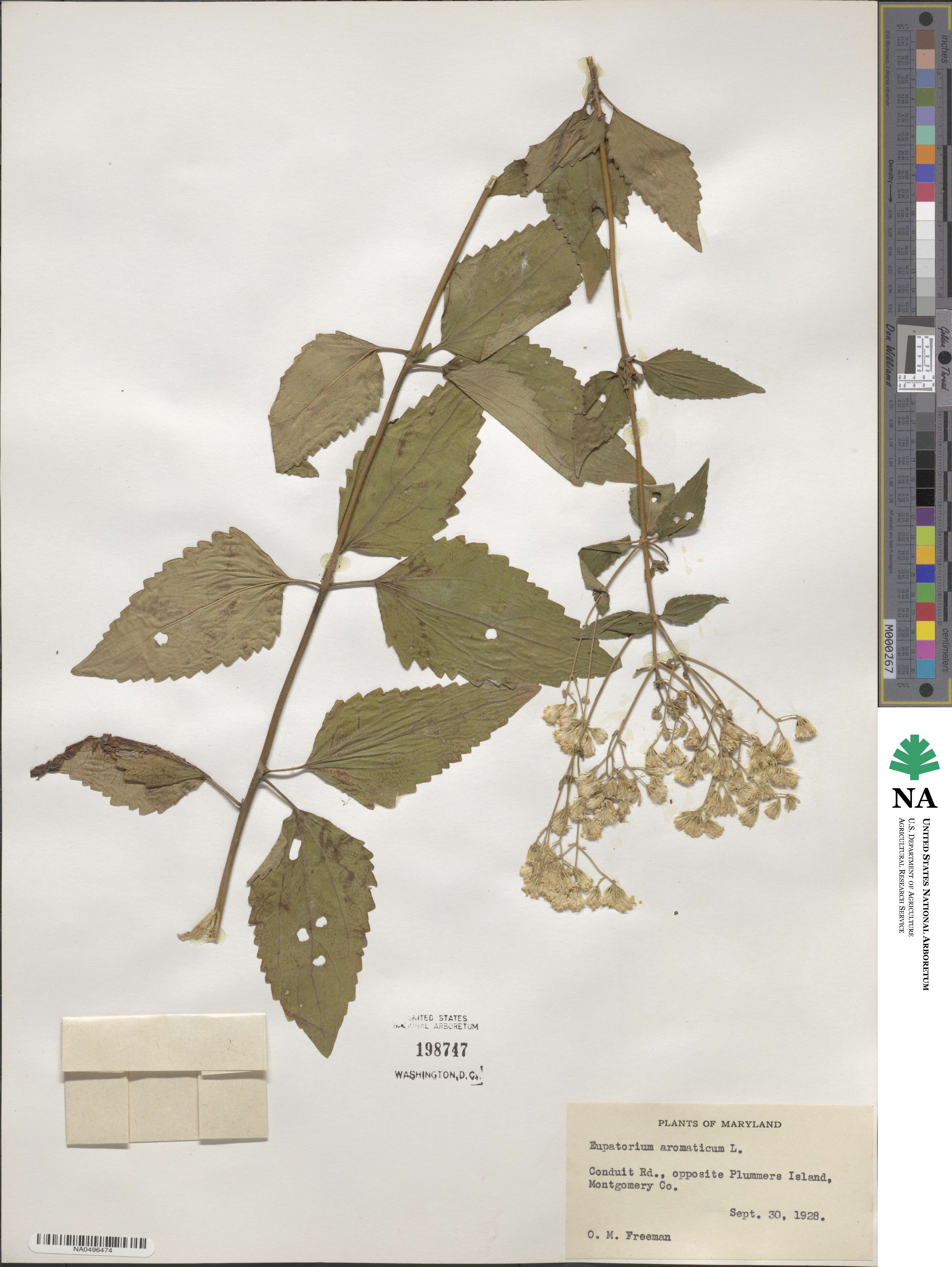 Eupatorium aromaticum image