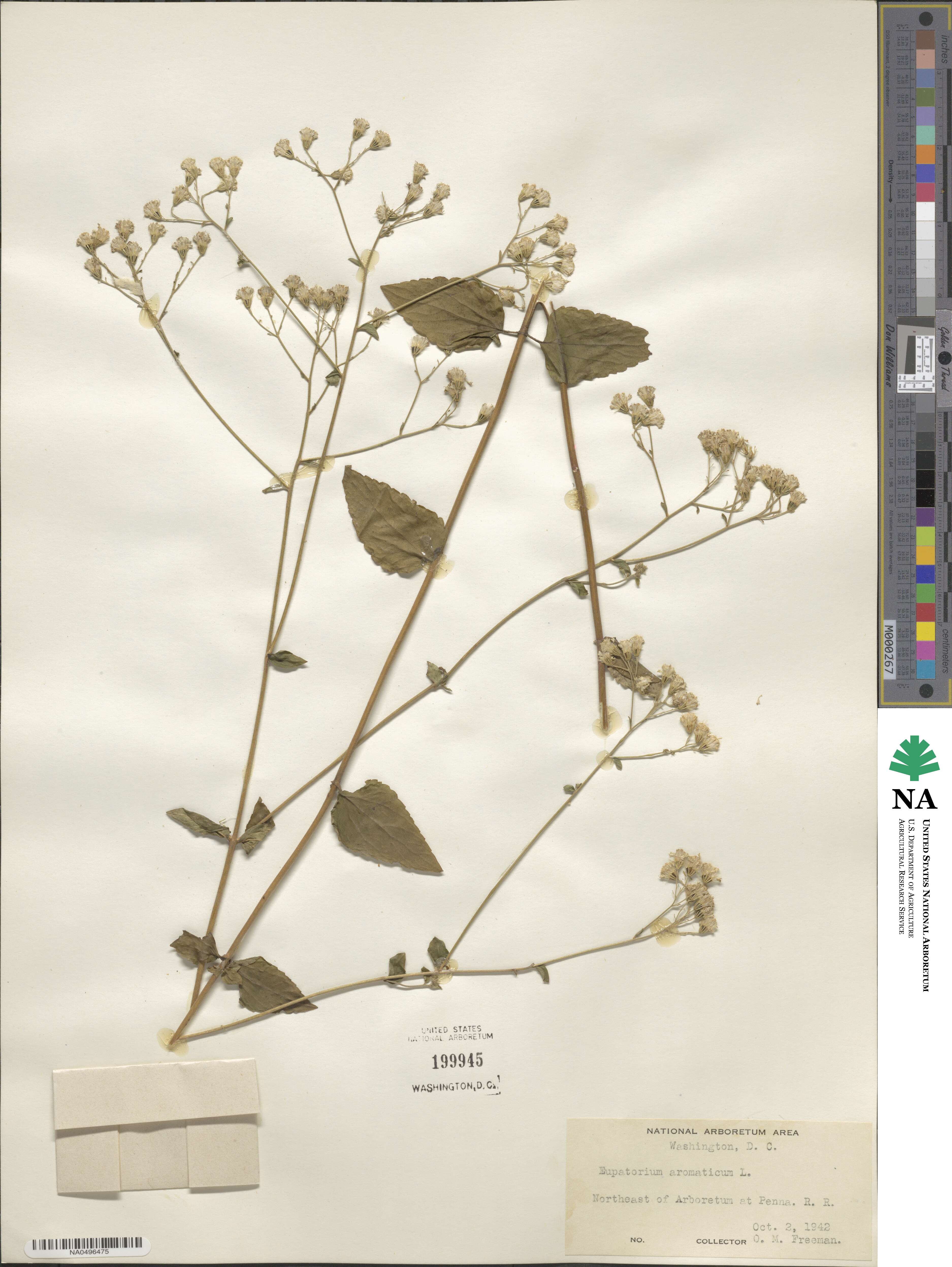 Eupatorium aromaticum image
