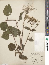 Image of Eupatorium ageratoides