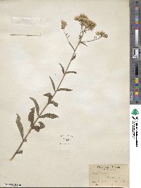 Eupatorium album image