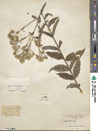 Eupatorium album image