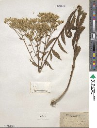 Eupatorium album image