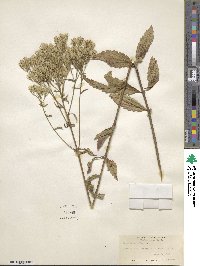 Eupatorium album image