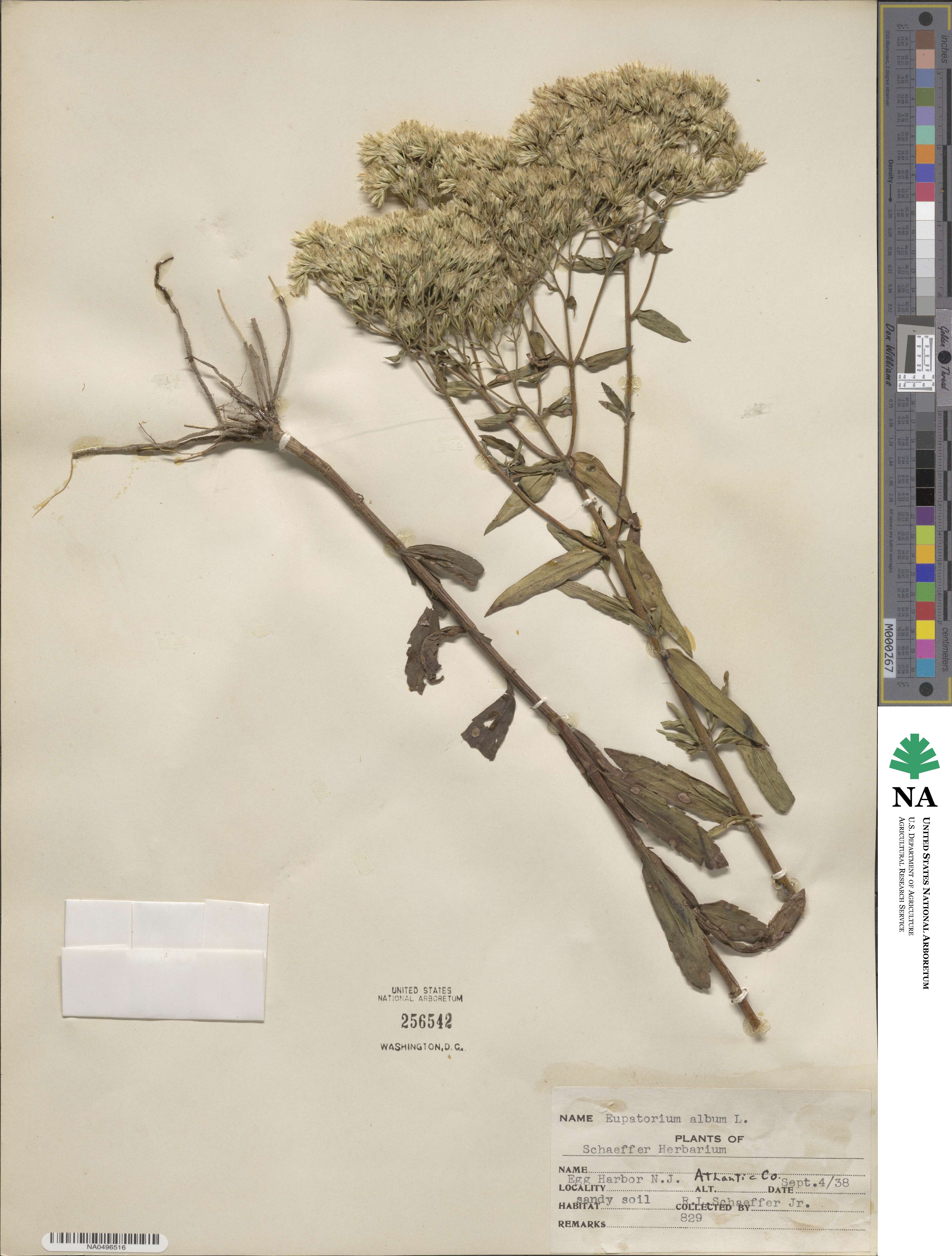 Eupatorium album image