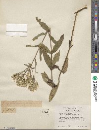 Eupatorium album image