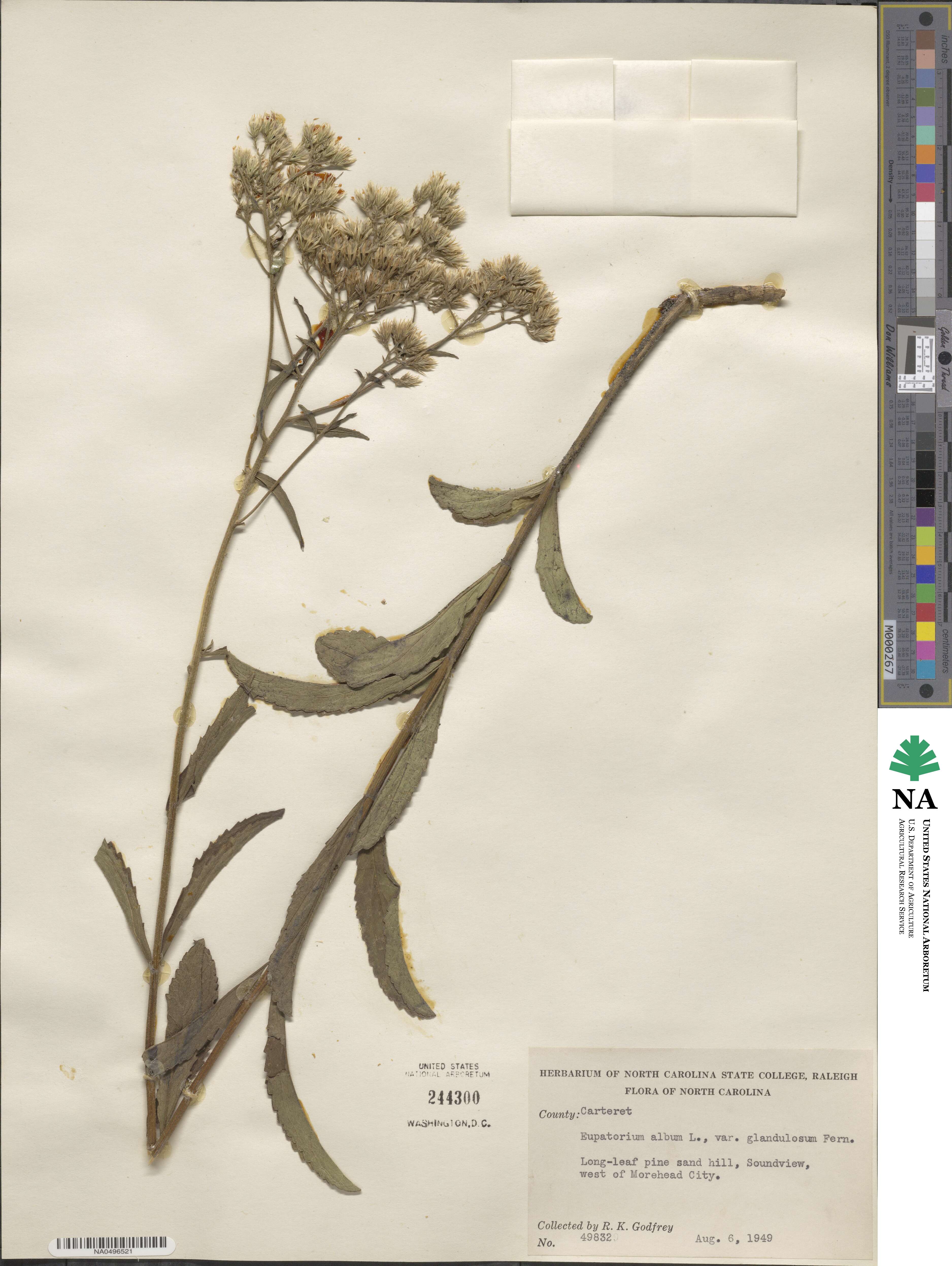 Eupatorium album image