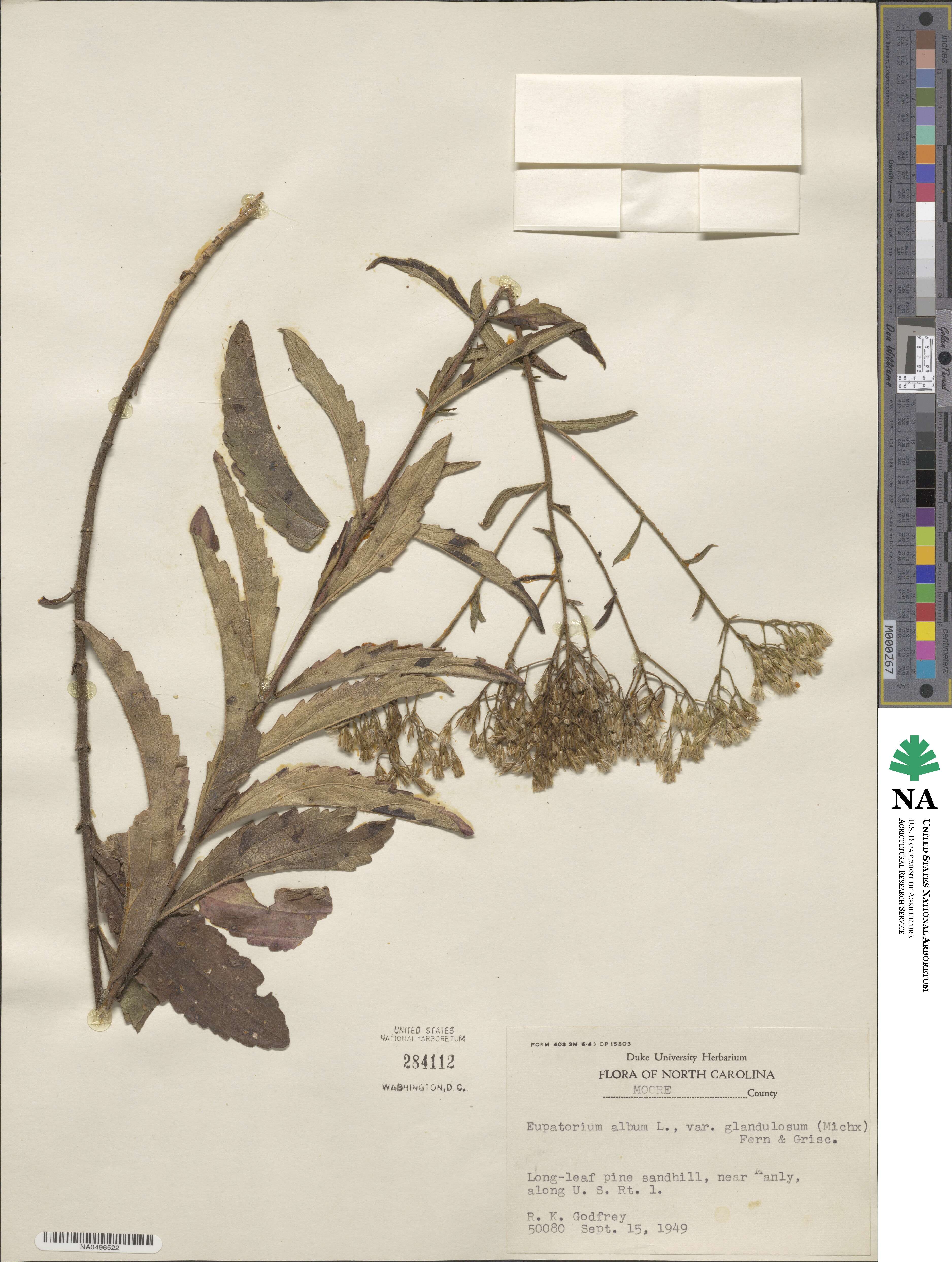 Eupatorium album image