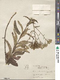 Eupatorium album image