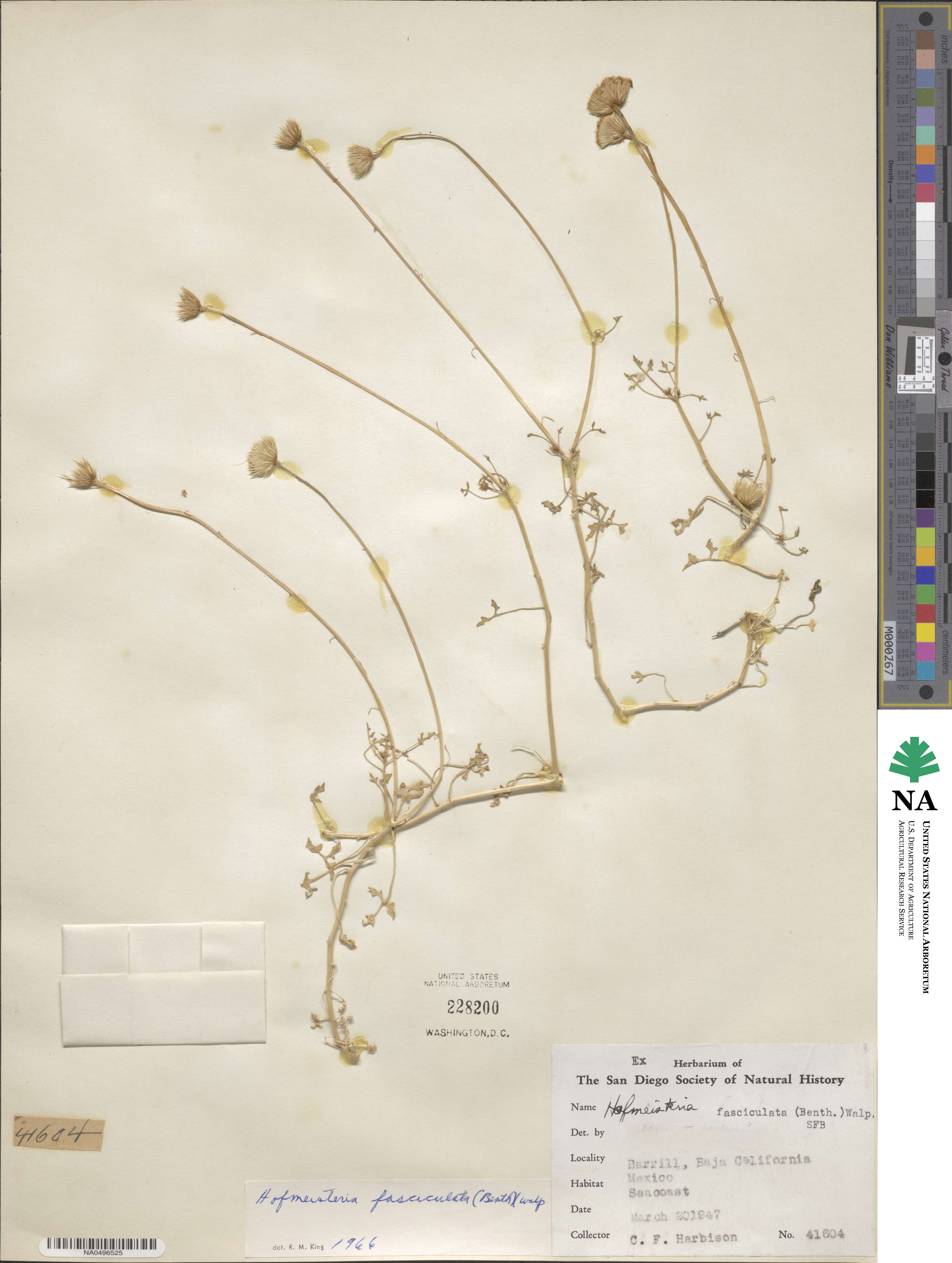 Hofmeisteria fasciculata image