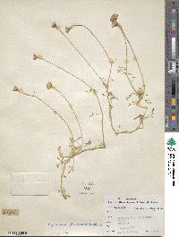 Hofmeisteria fasciculata image