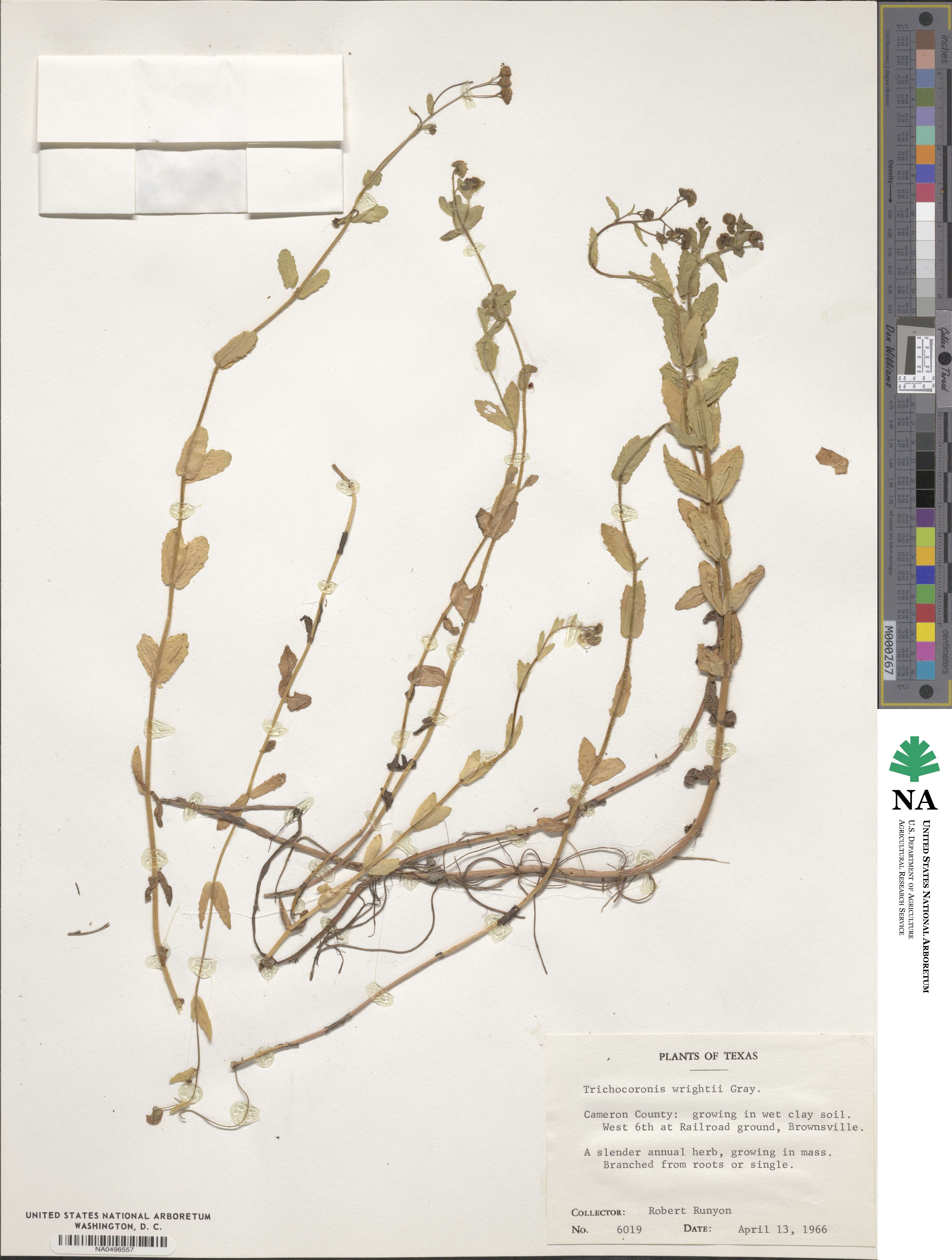 Trichocoronis wrightii image