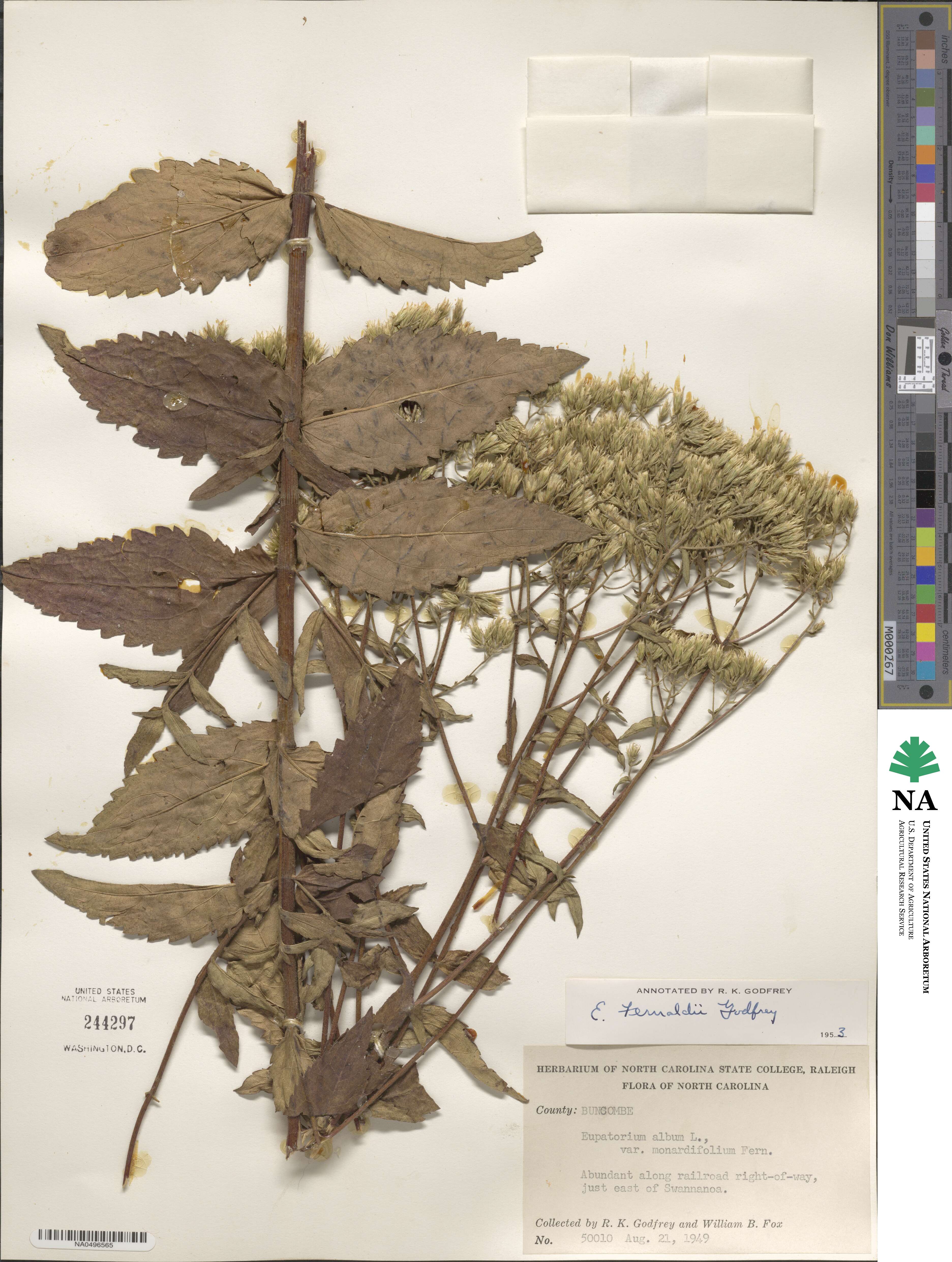 Eupatorium sessilifolium var. vaseyi image