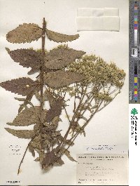 Eupatorium sessilifolium var. vaseyi image