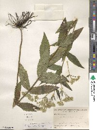 Eupatorium sessilifolium var. vaseyi image