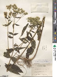 Eupatorium sessilifolium var. vaseyi image