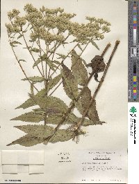 Eupatorium sessilifolium var. vaseyi image