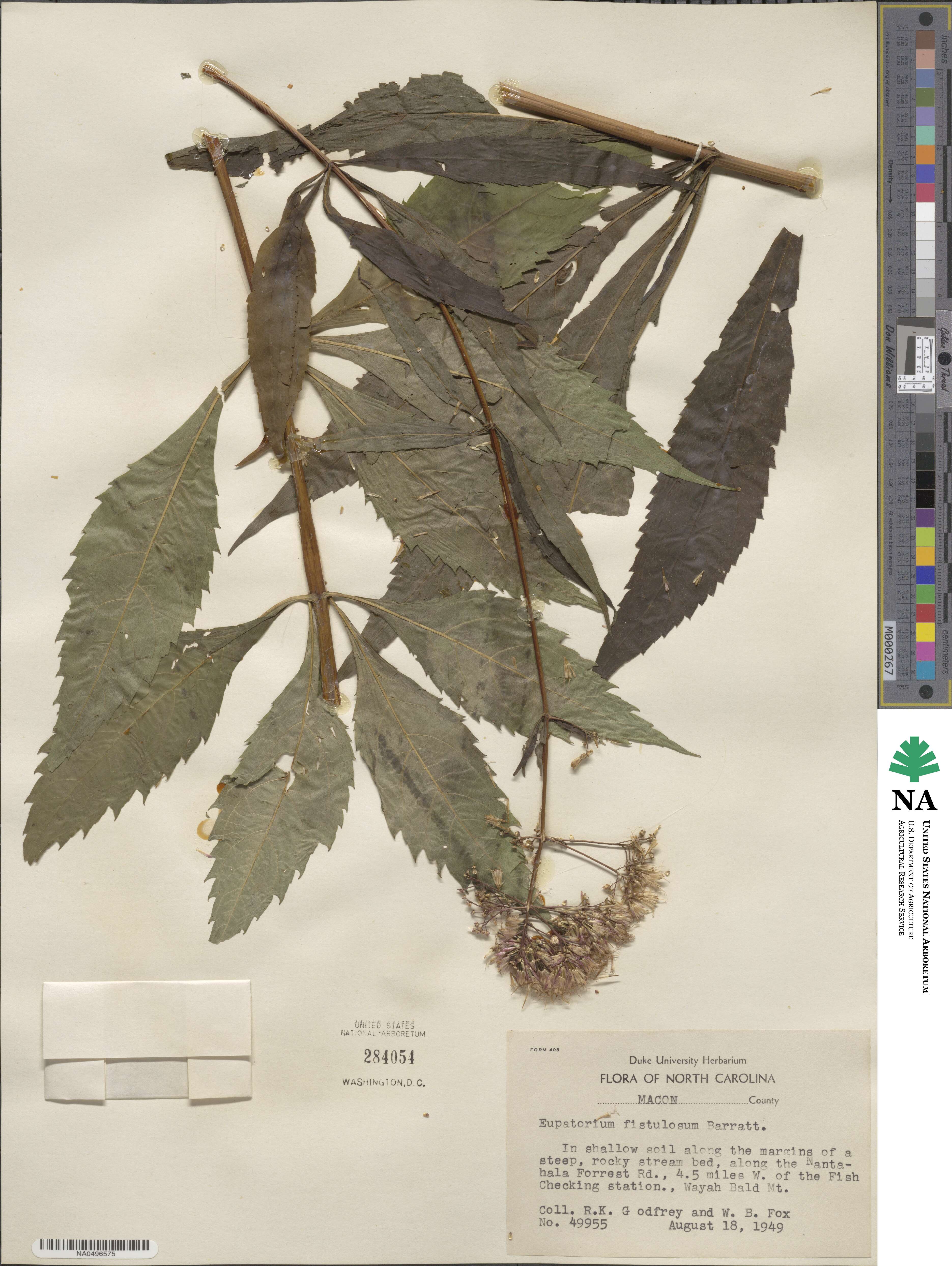 Eupatorium fistulosum image