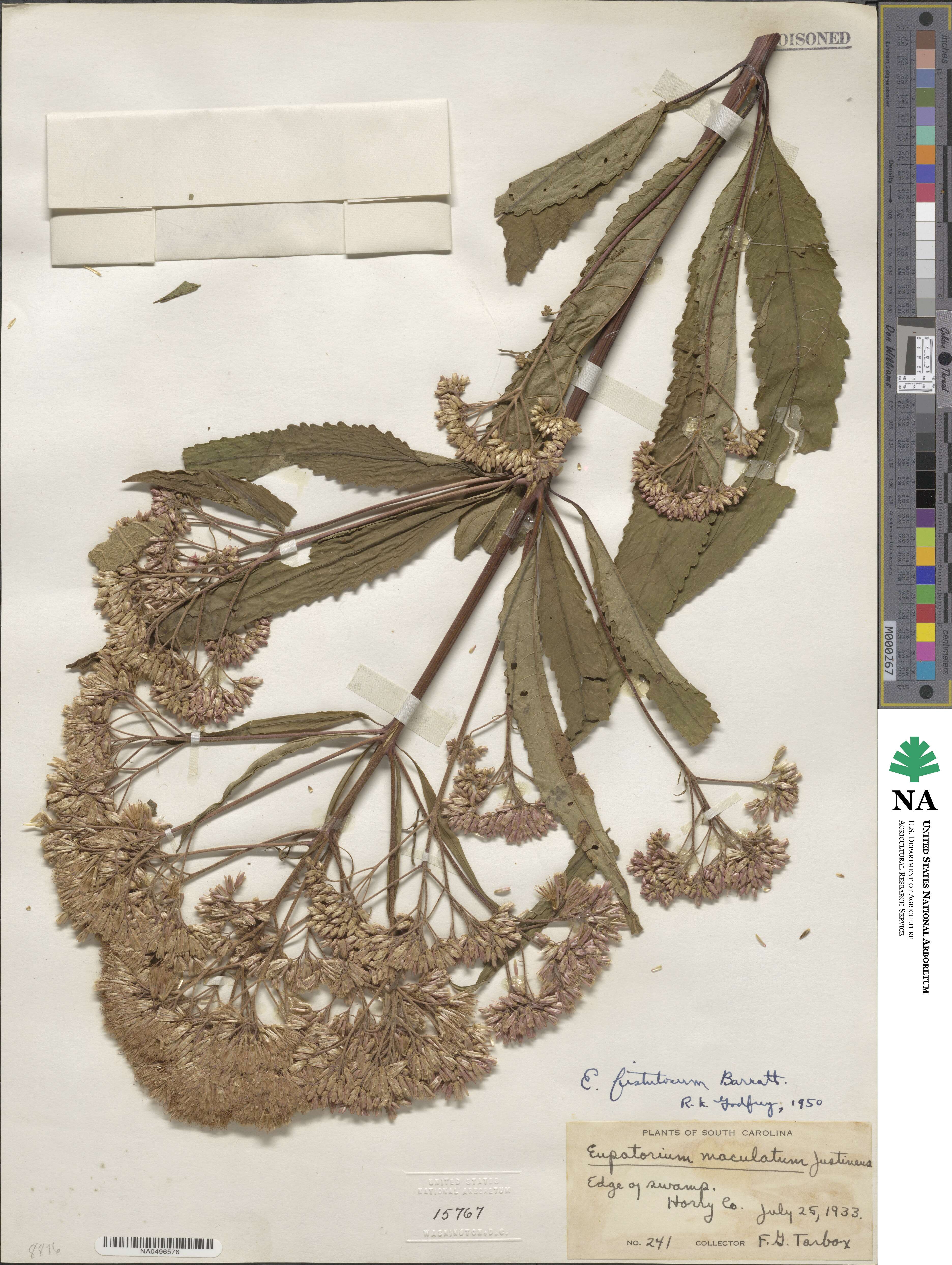 Eupatorium fistulosum image